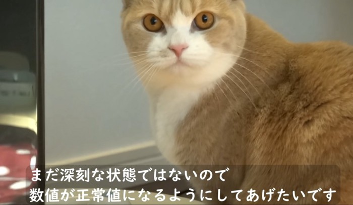 こちらを見る猫