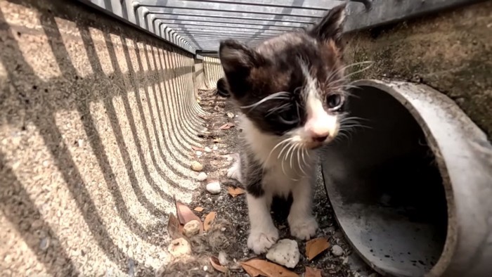 側溝の穴の近くにいる白黒の子猫