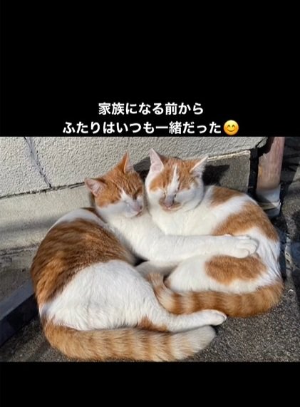 くっついて寝る猫