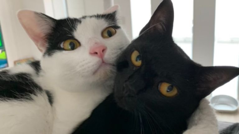 ハンモックにいる猫たち