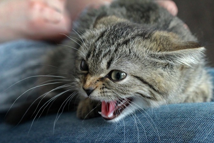 口を開け怒る猫