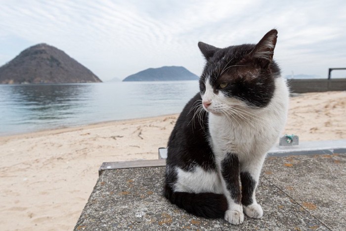 堤防にたたずむ白黒猫