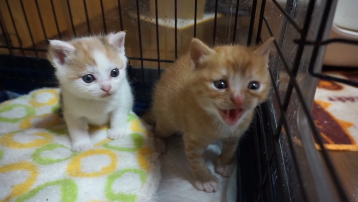 2匹の子猫