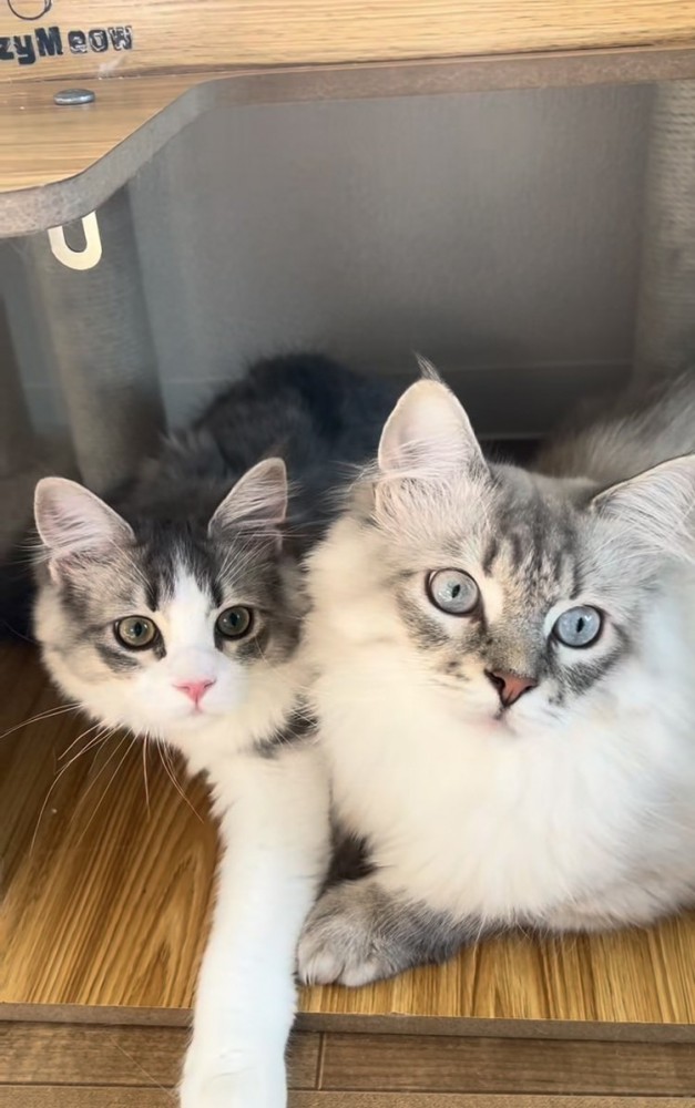 同じところを見つめるパパ猫と子猫