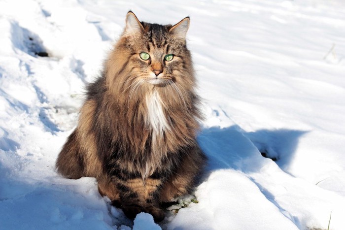 雪の中で座っているノルウェージャンフォレストキャット