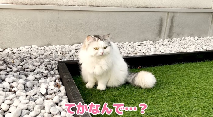 座っている猫