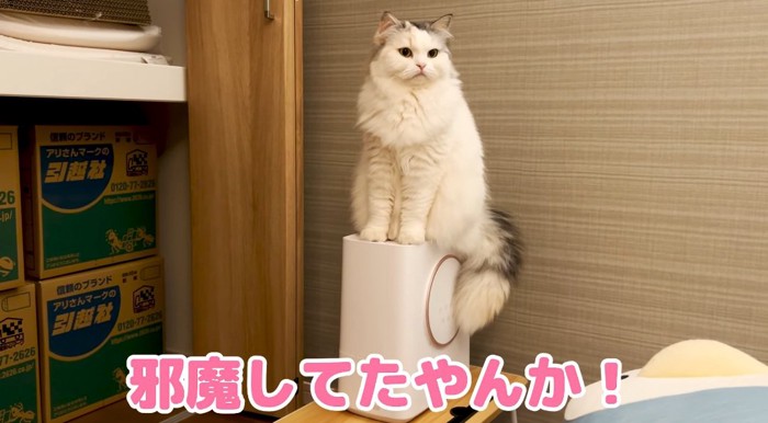 座っている猫