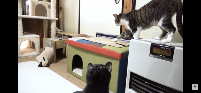 歩く猫と見上げる猫