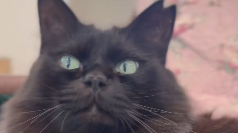 黒猫