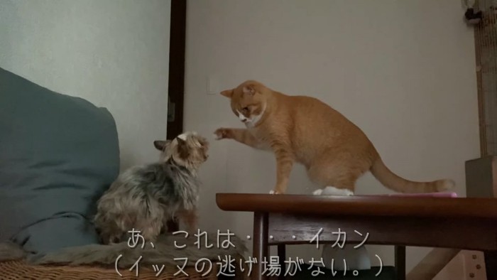 前足をあげる猫と鳴く犬