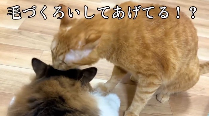 毛づくろいをしている2匹の猫