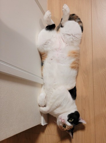 後ろ足を開いて仰向けになる猫