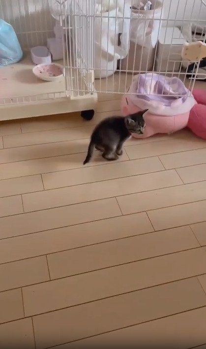歩く子猫