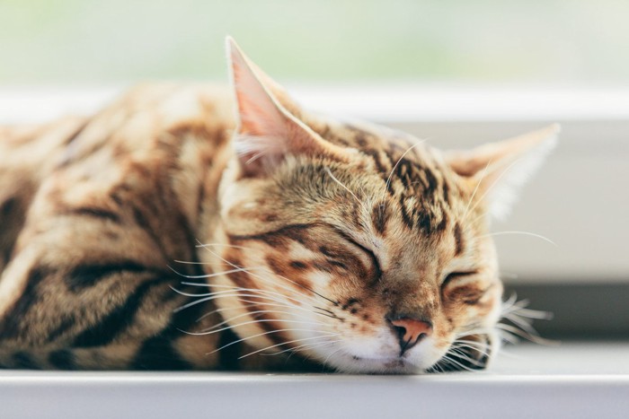 眠っている猫