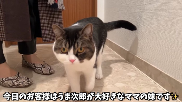 靴を履いた人のそばにいる猫