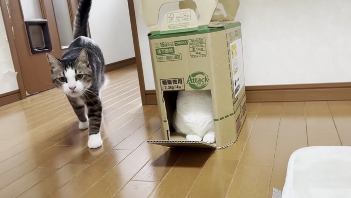 歩いてくる猫と段ボール箱に入ったままの猫