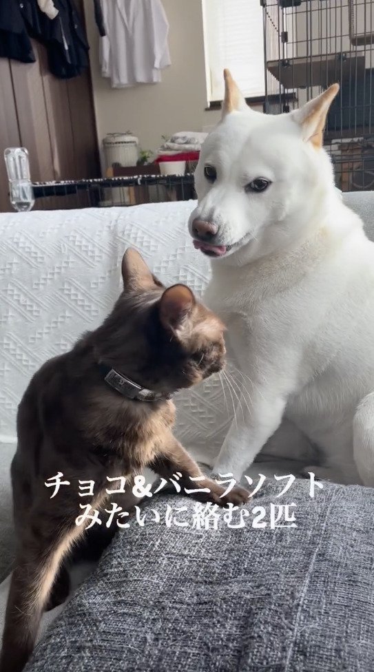 猫を見つめる犬