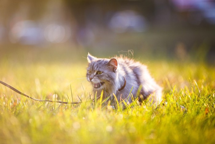 草むらのリードつけられた猫