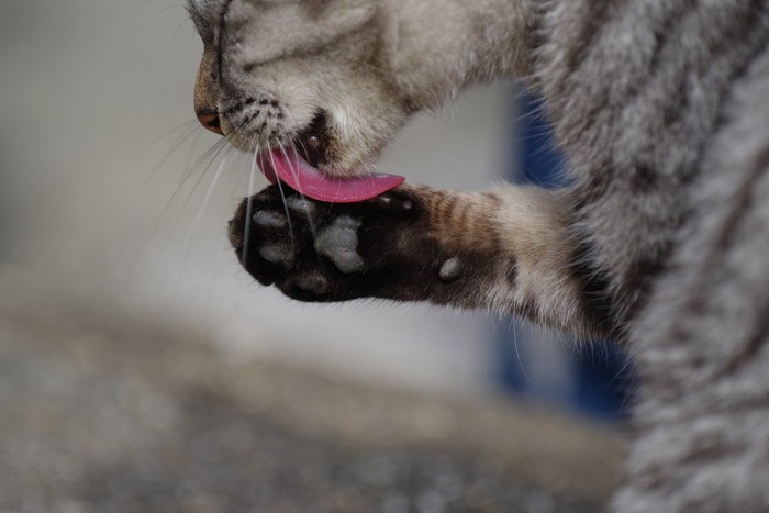 毛繕いをする猫