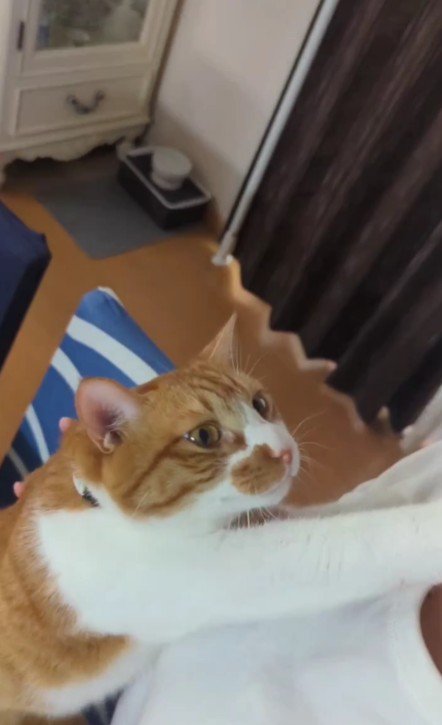 飼い主によじ登る猫