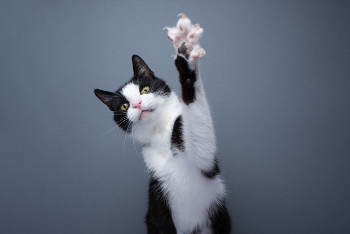 爪を出した前足をあげる猫