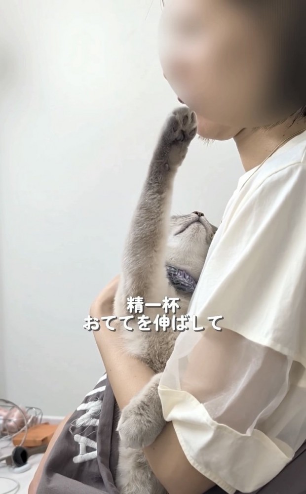 飼い主さんの顔に手を伸ばすシャムトラ猫