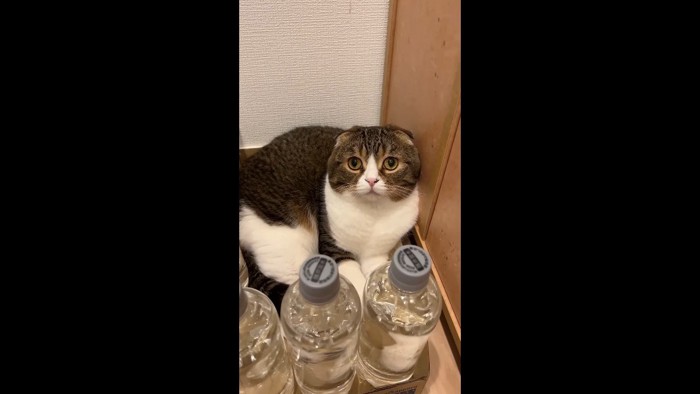 ドアップ