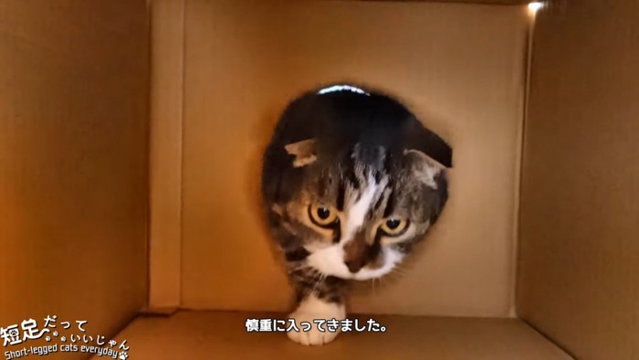 穴から入ってくる猫