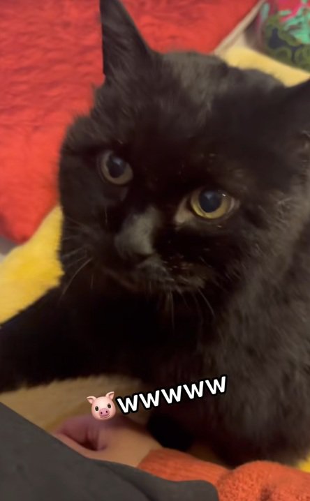 飼い主に近づいて前足でつつく黒猫