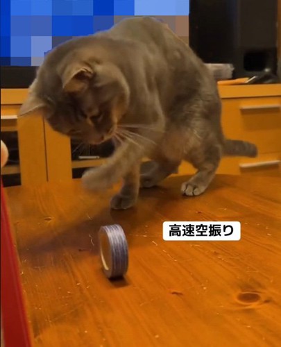 手を振る猫