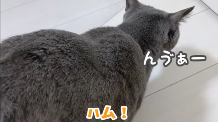 んゔぁーと鳴く猫