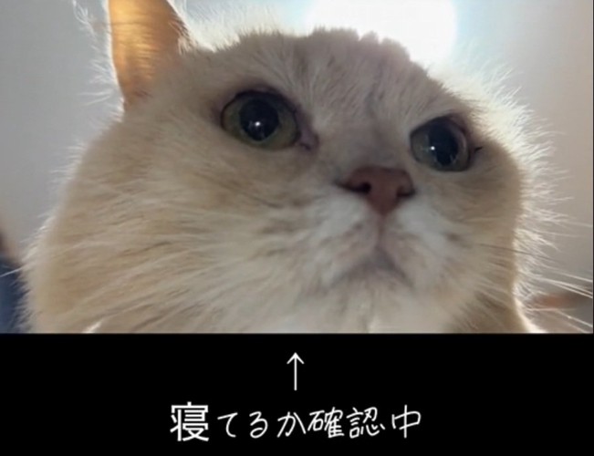 飼い主さんの様子を確認するミーにゃちゃん