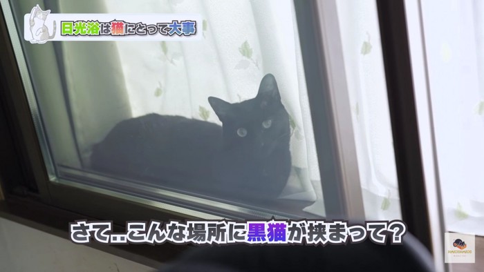 窓辺の黒猫