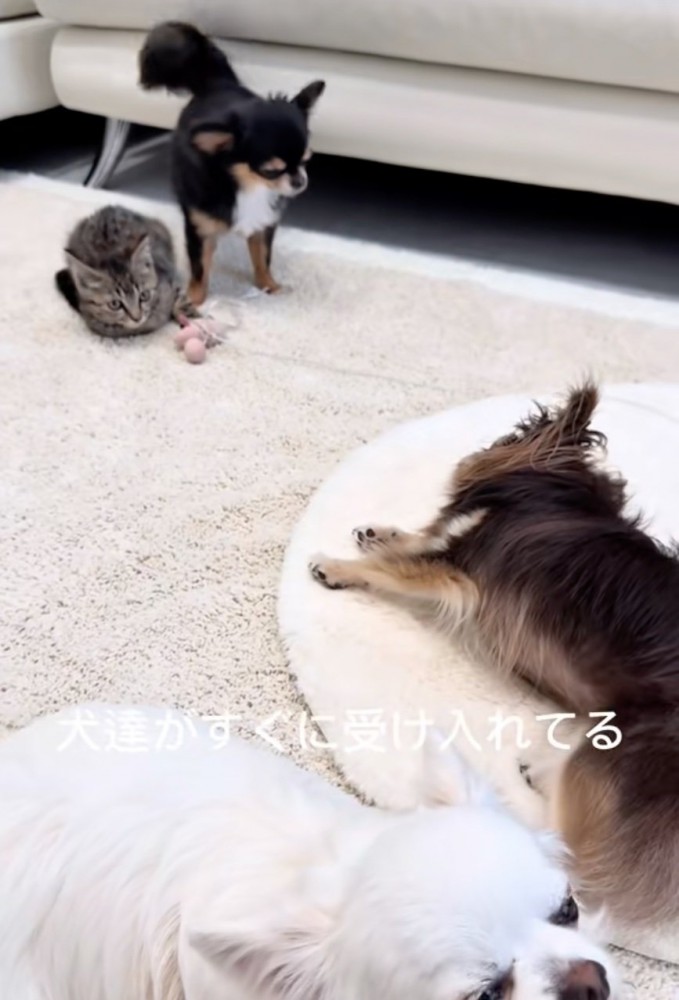 犬の中に馴染む子猫
