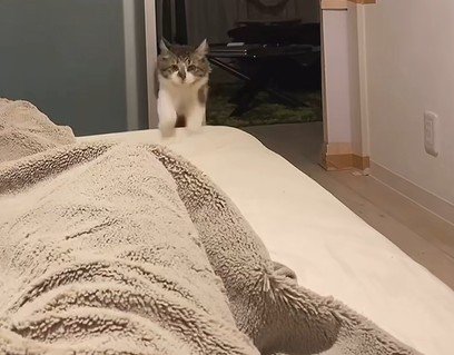 ベッドに飛び乗る猫