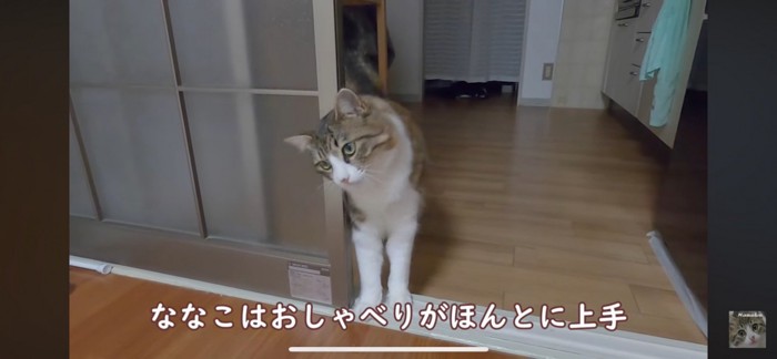 首を傾げる猫