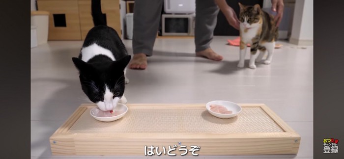 お刺身をもらう2匹の猫