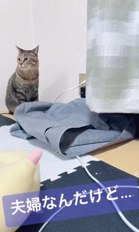 お座りをして画面左側を見つめる猫