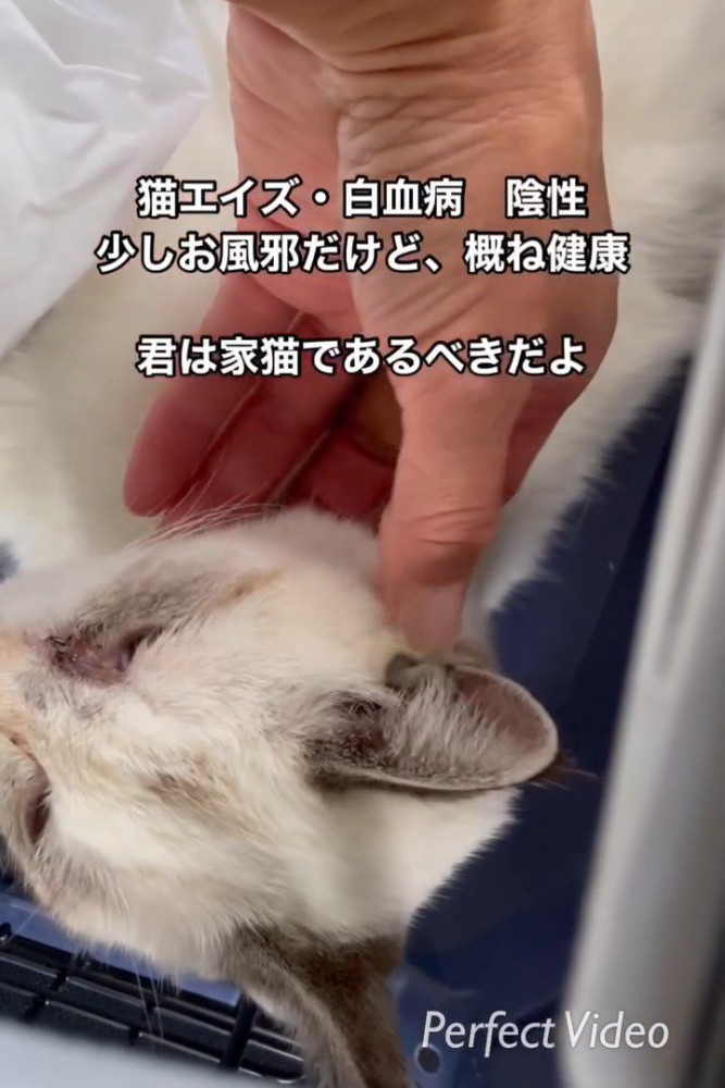 なでられる横になった猫