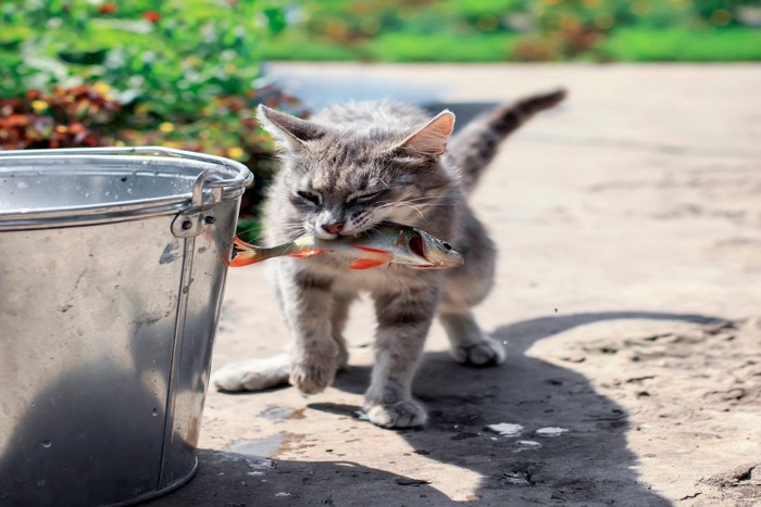 魚をくすねる猫