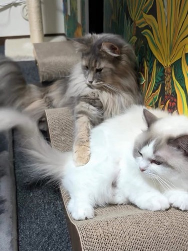 並んで横になる猫