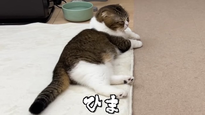 寝そべる猫