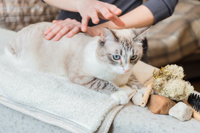 飼い主に背中をマッサージされている猫