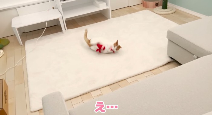 ケリケリする猫