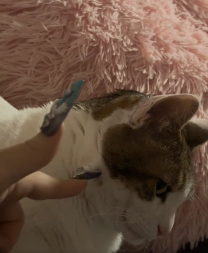 爪を刺してくる飼い主を横目で見ている猫