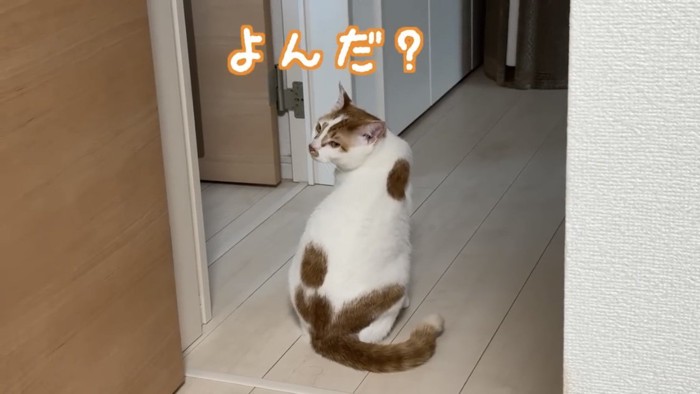 振り返る猫