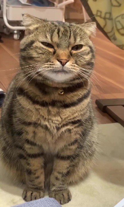 まばたきをする猫