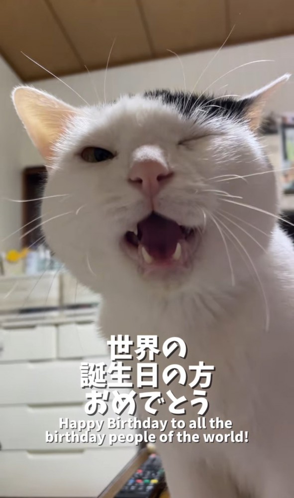 片目をつむる猫