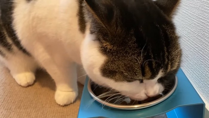 ごはんを食べる猫