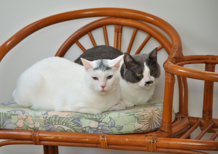 椅子に座る二匹の猫